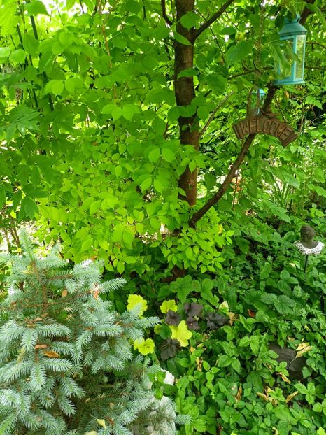  - Grădina 2023 continuare 2