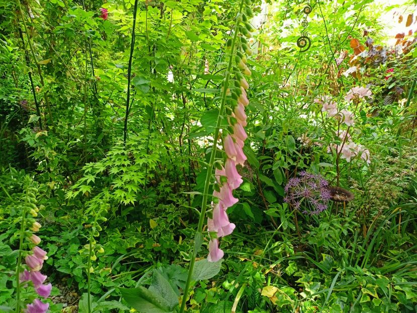  - Grădina 2023 continuare 2