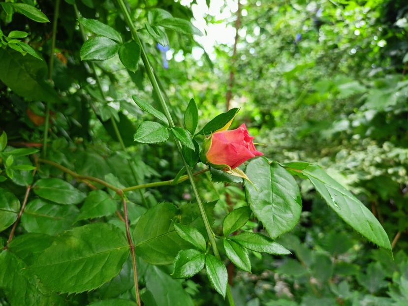  - Grădina 2023 continuare 2