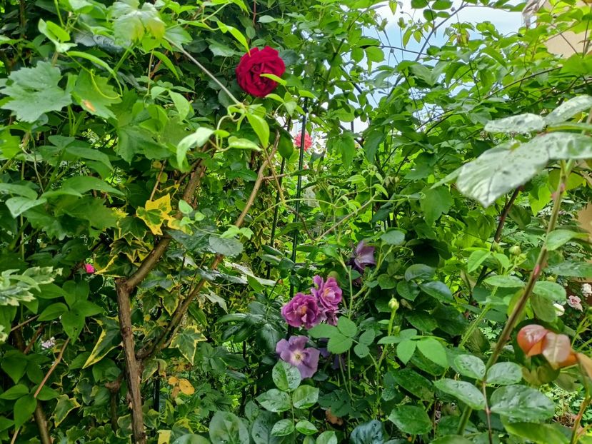 Sympathie și Rhapsody in Blue - Grădina 2023 continuare 2