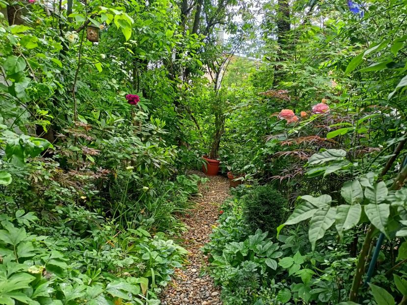  - Grădina 2023 continuare 2