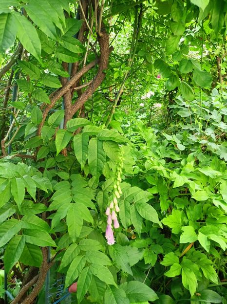  - Grădina 2023 continuare 2