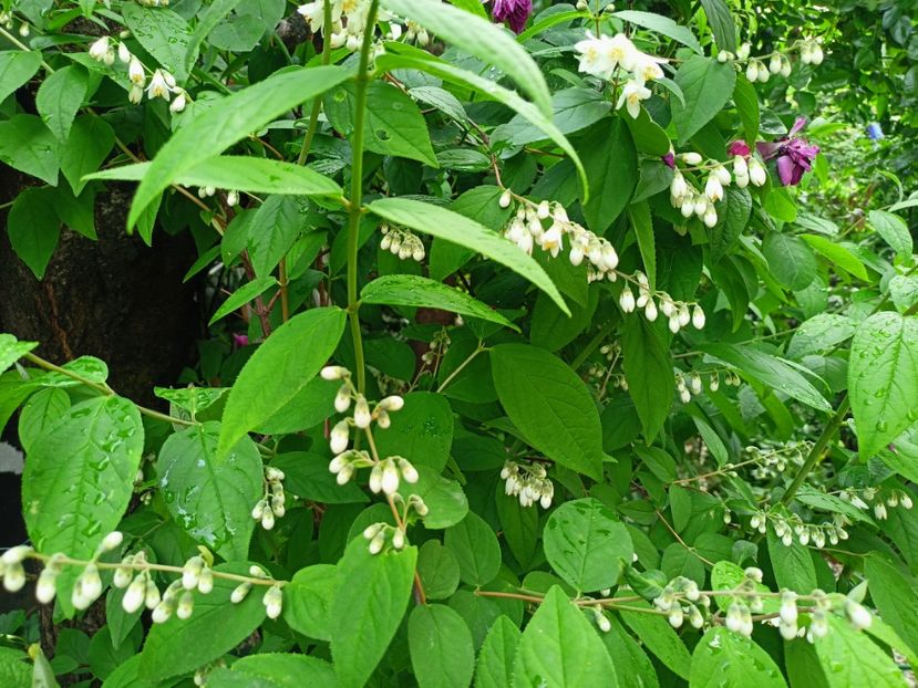  - Grădina 2023 continuare 2