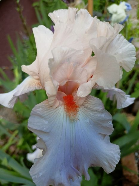  - Grădina 2023 continuare 2