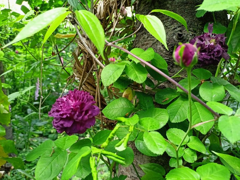 Cardinal de Richelieu - Grădina 2023 continuare 2