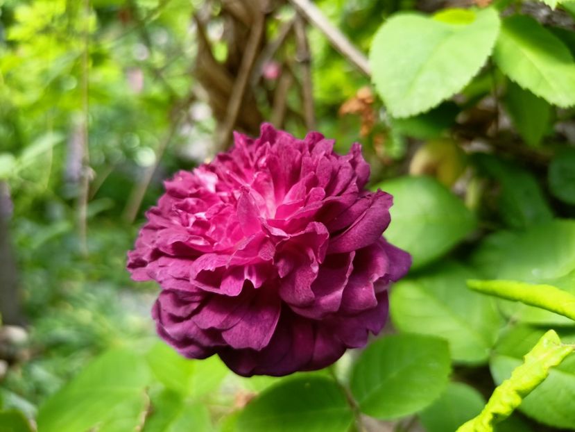  - Grădina 2023 continuare 2