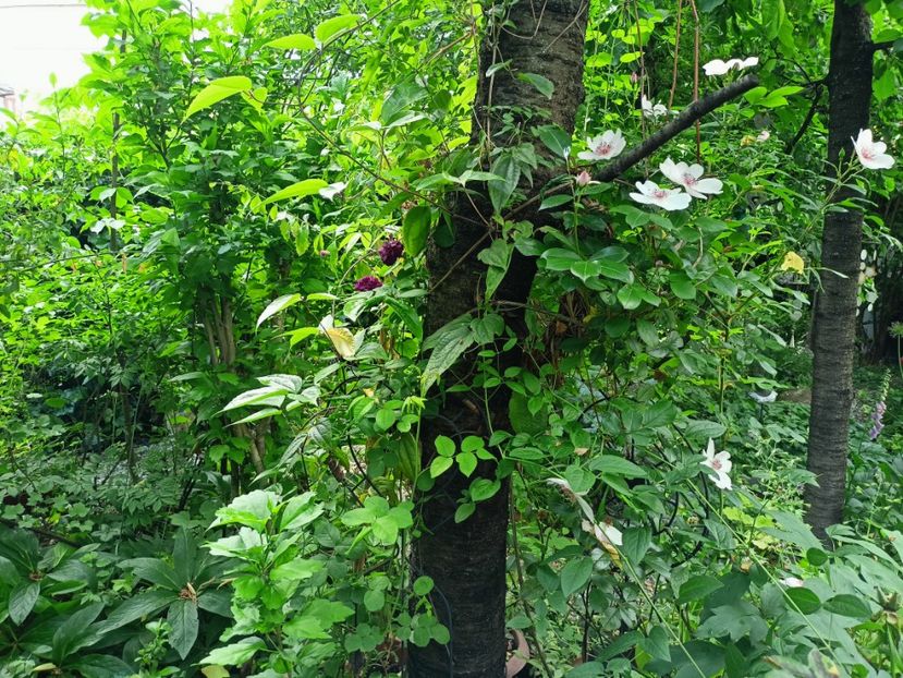 Cardinal de Richelieu și Astronomia - Grădina 2023 continuare 2