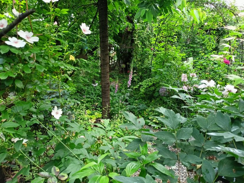  - Grădina 2023 continuare 2