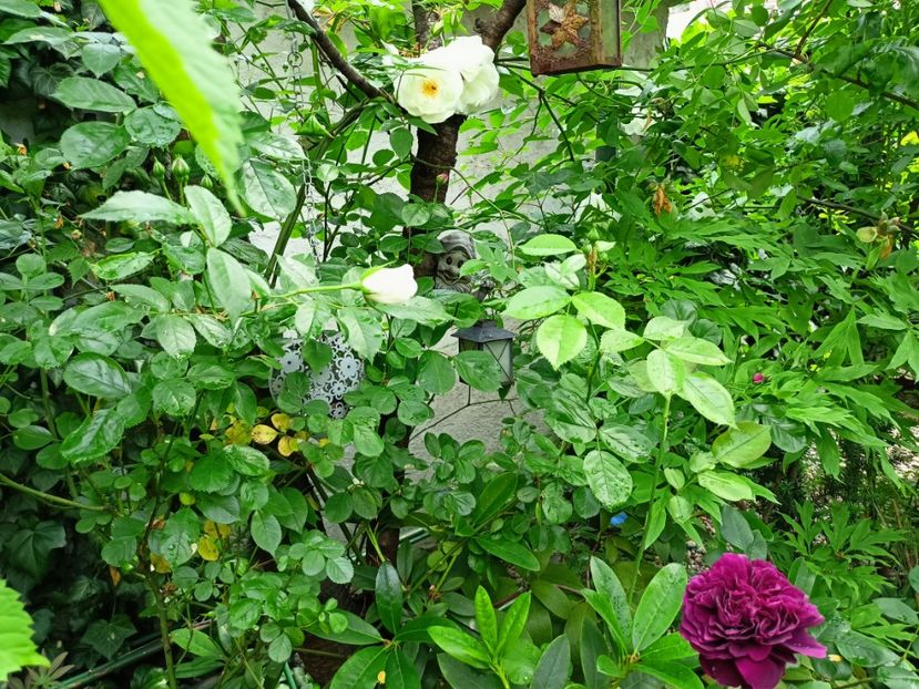  - Grădina 2023 continuare 2