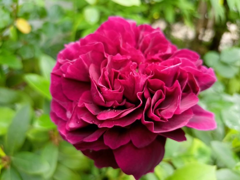  - Grădina 2023 continuare 2