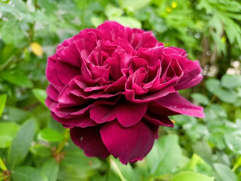  - Grădina 2023 continuare 2