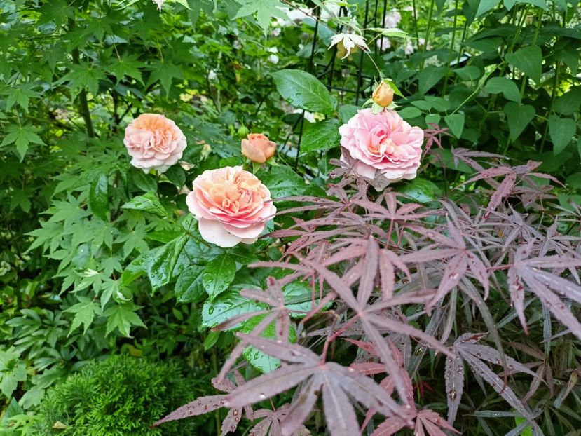  - Grădina 2023 continuare 2