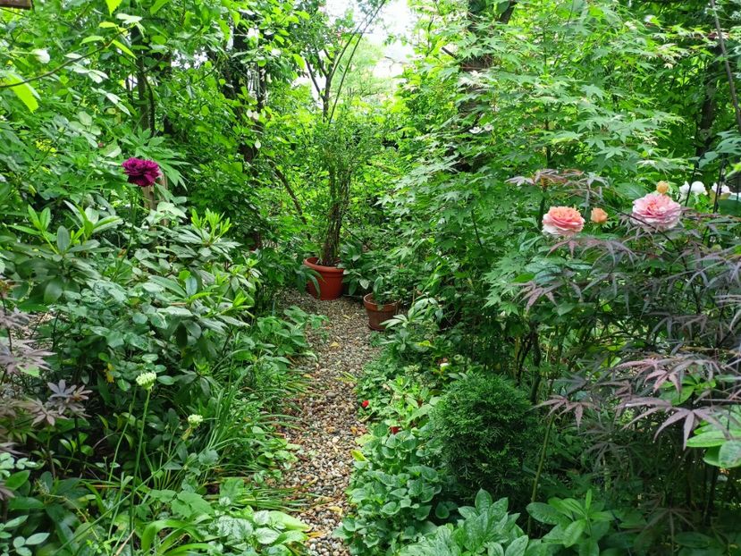  - Grădina 2023 continuare 2