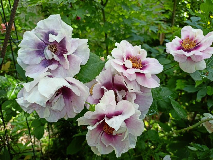 Eyes for You - Grădina 2023 continuare 2