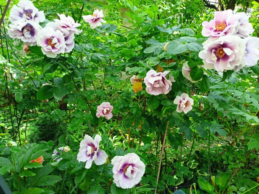  - Grădina 2023 continuare 2