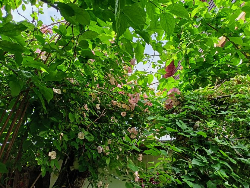 Plaisanterie, Mme Isaac Pereire,  Westerland - Grădina 2023 continuare 2