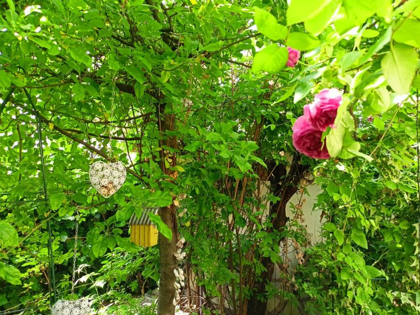  - Grădina 2023 continuare 2