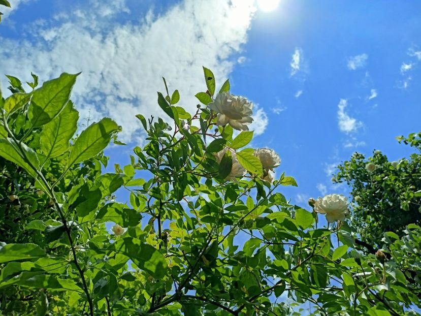 Ghislaine de Feligonde - Grădina 2023 continuare 2