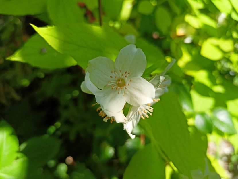  - Grădina 2023 continuare 2