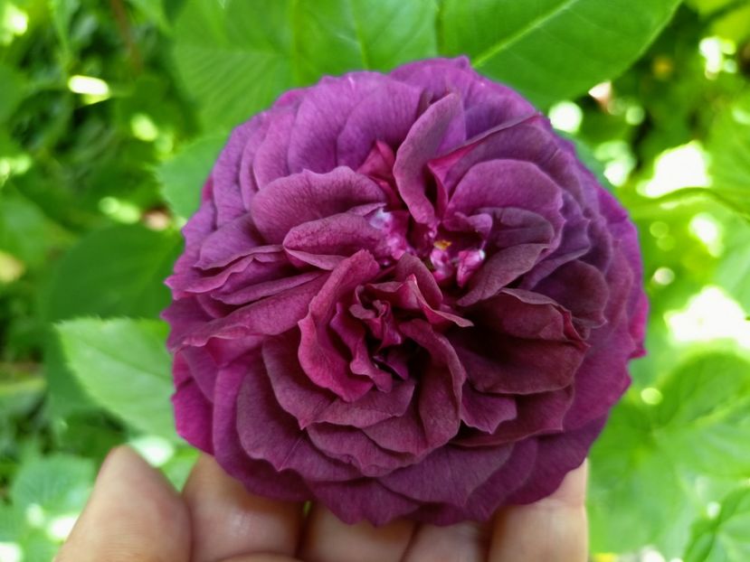  - Grădina 2023 continuare 2