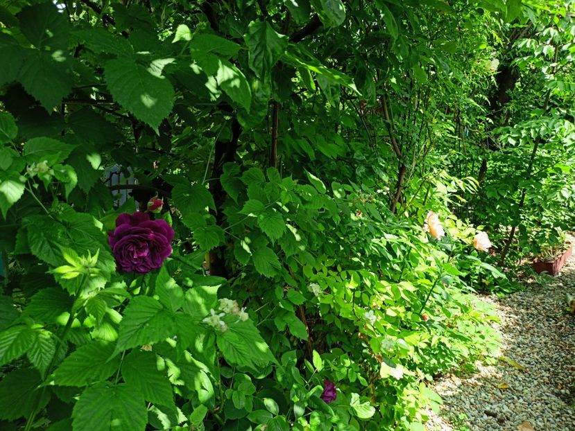  - Grădina 2023 continuare 2