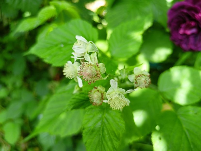 Zmeură - Grădina 2023 continuare 2