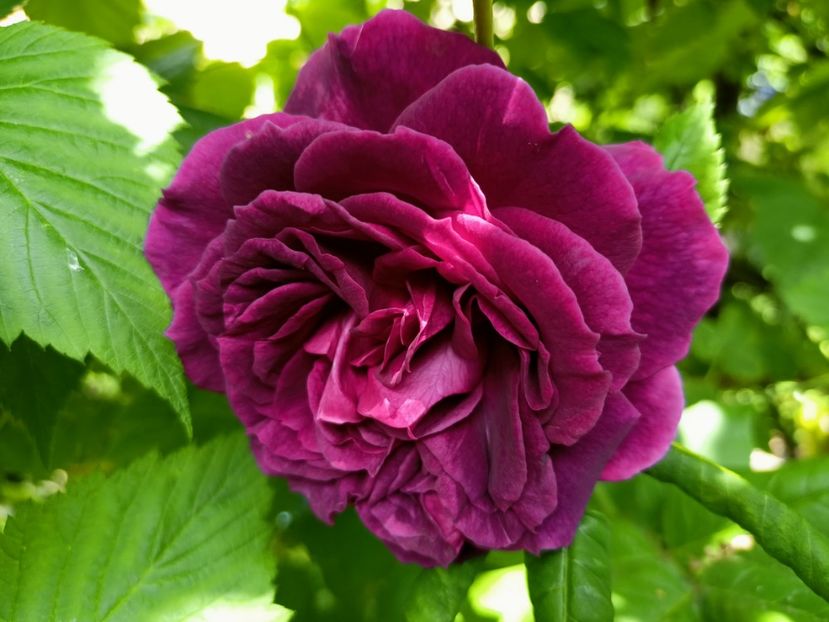  - Grădina 2023 continuare 2