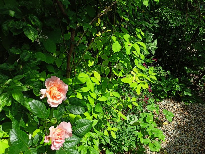  - Grădina 2023 continuare 2