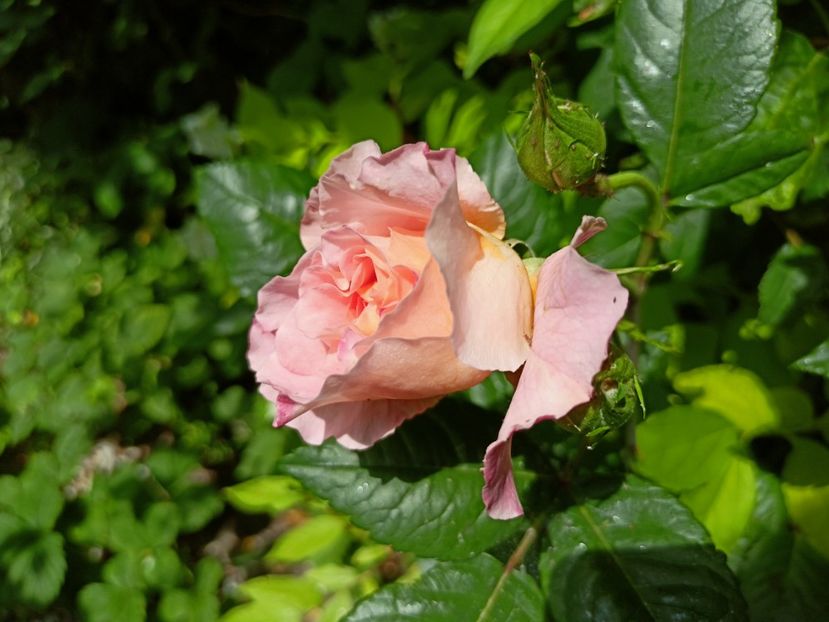 Augusta Luise - Grădina 2023 continuare 2