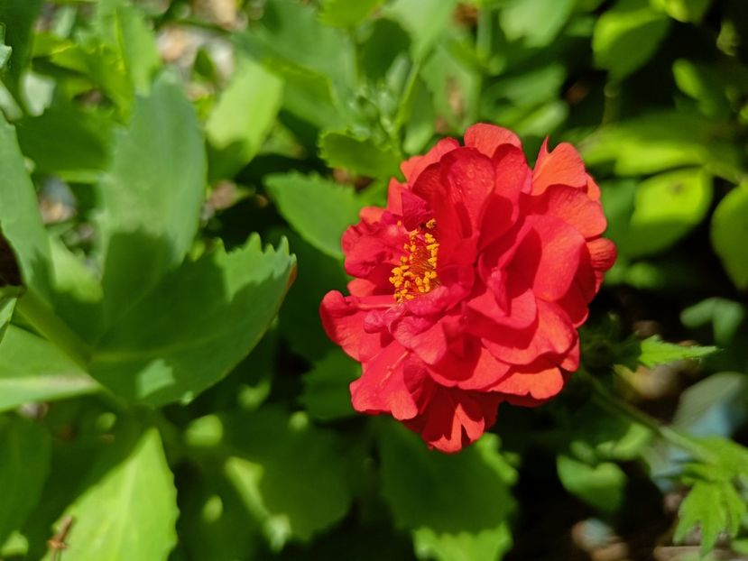 Geum - Grădina 2023 continuare 2