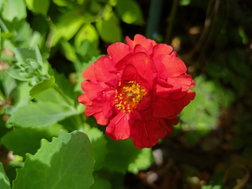  - Grădina 2023 continuare 2