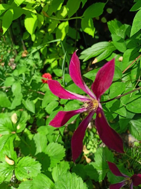 Gravetye Beauty - Grădina 2023 continuare 2