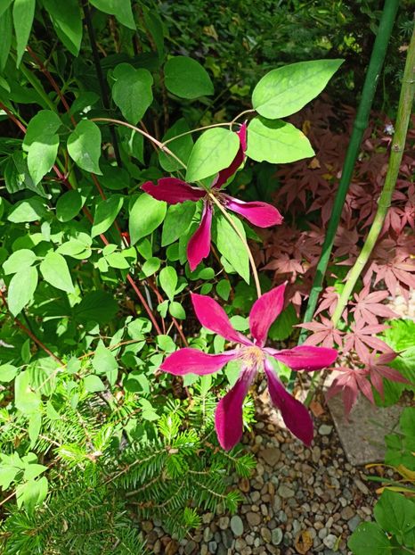  - Grădina 2023 continuare 2