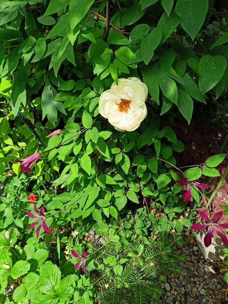  - Grădina 2023 continuare 2