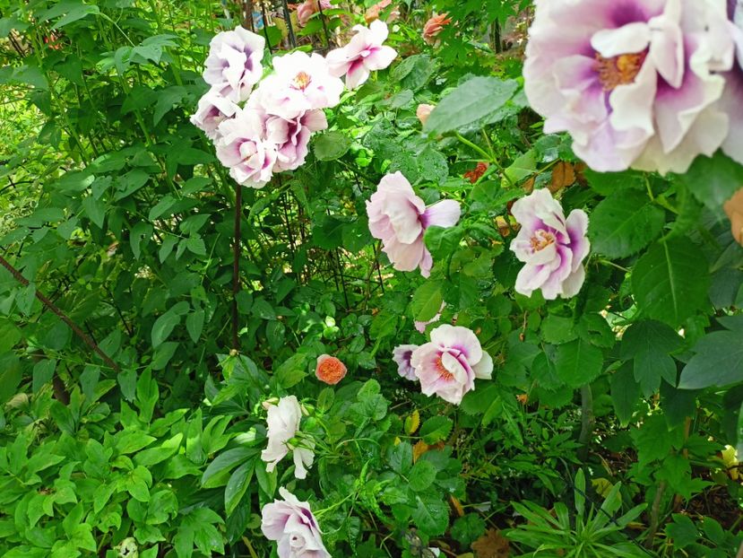  - Grădina 2023 continuare 2