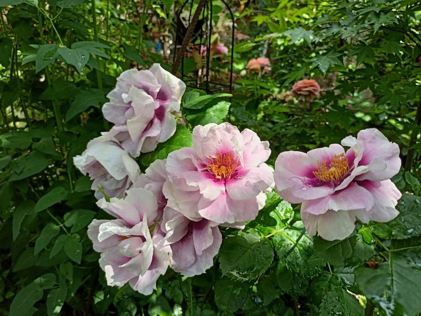  - Grădina 2023 continuare 2