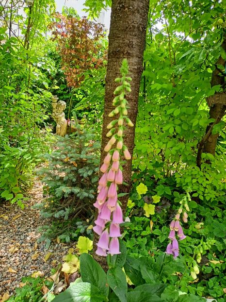  - Grădina 2023 continuare 2