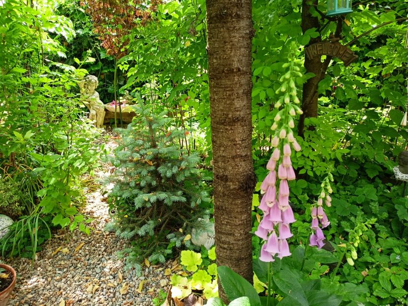  - Grădina 2023 continuare 2