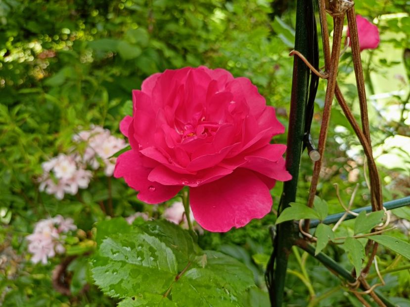  - Grădina 2023 continuare 2