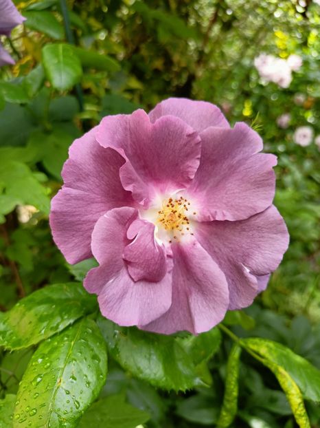 Rhapsody în Blue - Grădina 2023 continuare 2