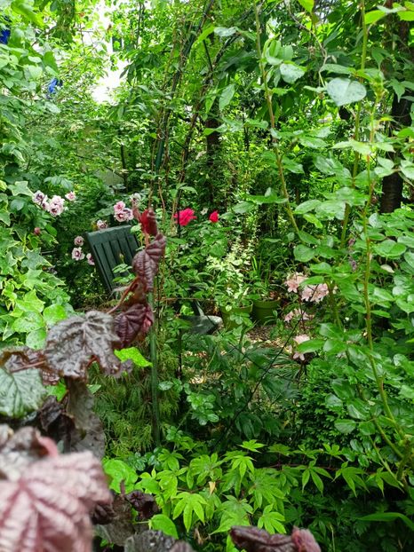  - Grădina 2023 continuare 2