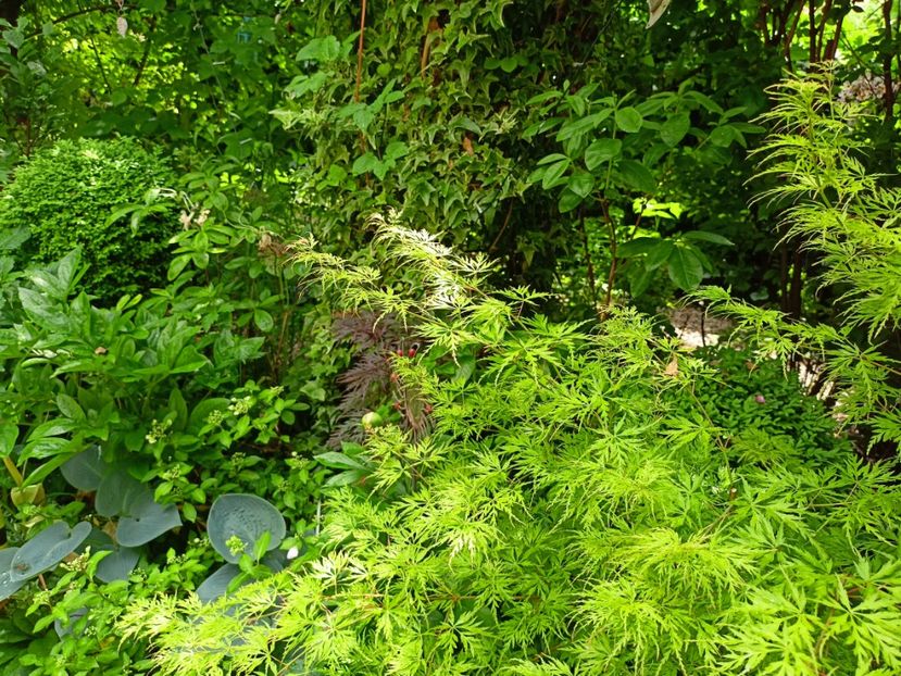  - Grădina 2023 continuare 2