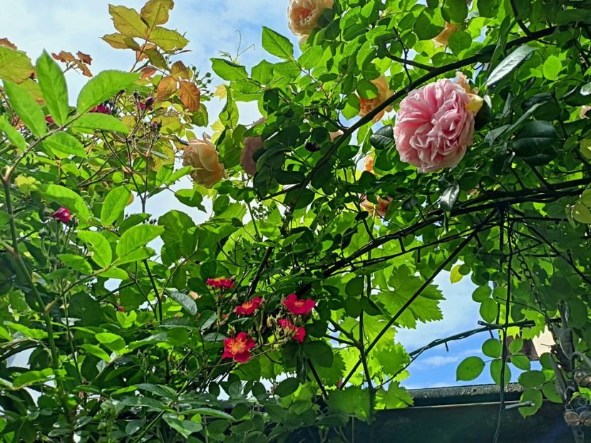  - Grădina 2023 continuare 2