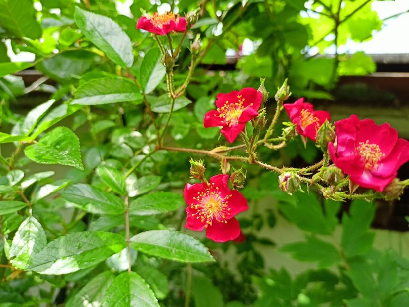 Cherry Meidiland - Grădina 2023 continuare 2