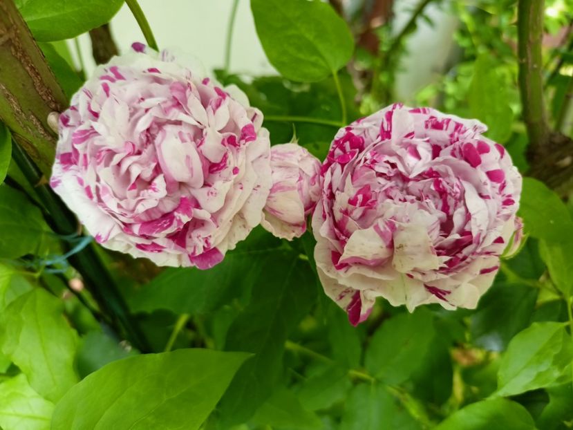 Variegata di Bologna - Grădina 2023 continuare 2