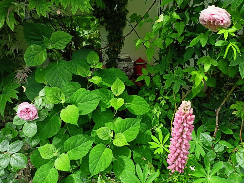  - Grădina 2023 continuare 2