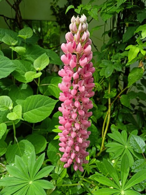  - Grădina 2023 continuare 2