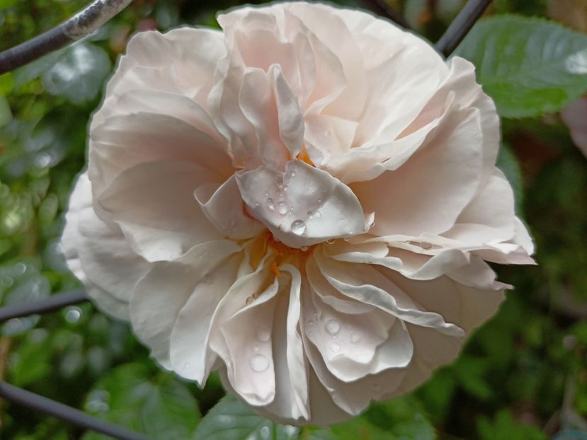 Herkules - Grădina 2023 continuare 2