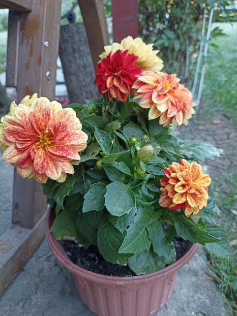 26.05 - gradina 2023