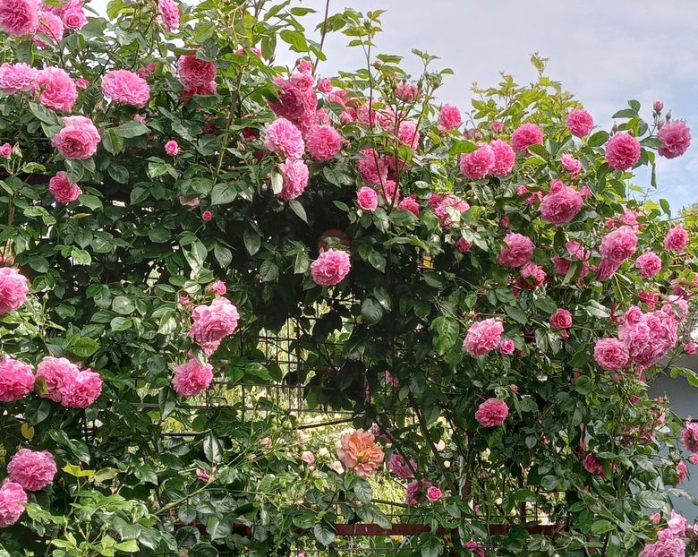  - Heillige Elisabeth 2023